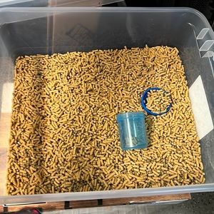 Koi fish food ❤️👏😍